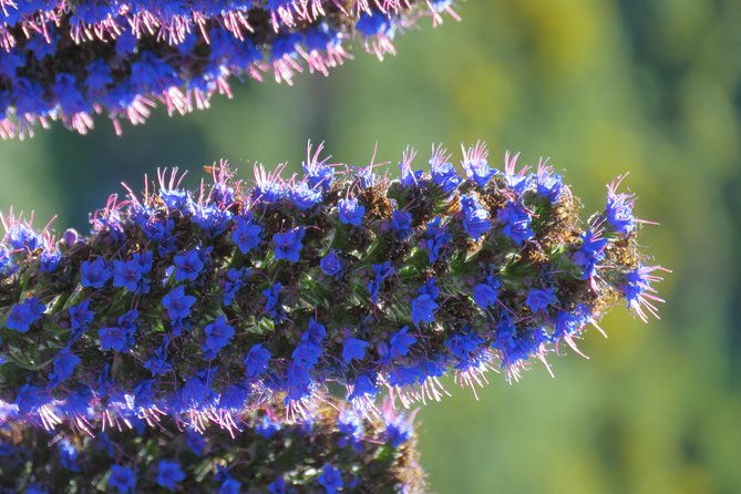 jeep-adventure-to-volcanic-pools-unesco-forest-treasures