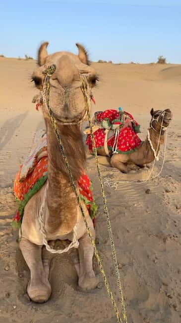 Jeep & Camel Ride, Musical Evening in The Desert Luxury Camp - FAQ