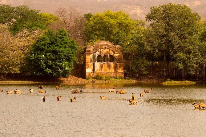 Jeep Safari Experience at Ranthambore National Park from Jaipur - An In-Depth Look at the Ranthambore Safari Day