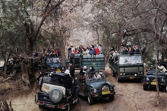 Jeep Safari Experience at Ranthambore National Park from Jaipur - Timing, Seasonality, and Practical Tips