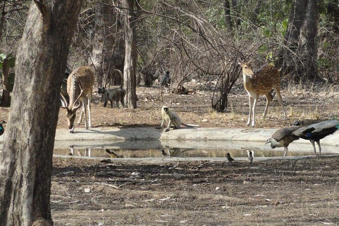 Jeep Safari Experience at Ranthambore National Park from Jaipur - Who Should Consider This Tour?
