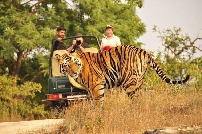 Jeep Safari Experience at Ranthambore National Park from Jaipur - The Sum Up