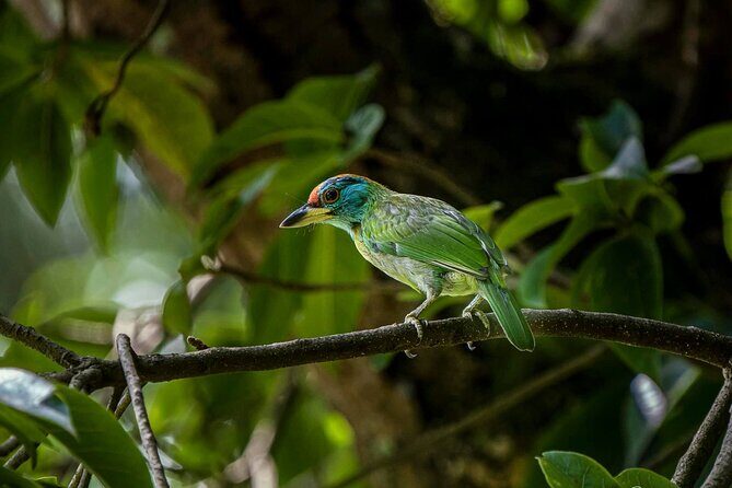 Jeep Safari in Nagarjun forest at Kathmandu - Itinerary Breakdown: What to Expect