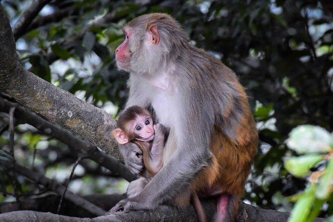 Jeep Safari in Nagarjun forest at Kathmandu - Final Thoughts: Who is This Tour For?