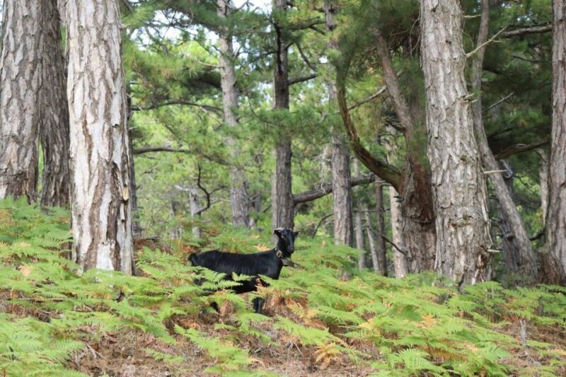 Jeep Safari in Thassos Mountain with picnic fruits & wine - Authenticity and Value