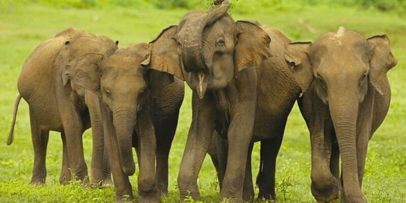 jeep-safari-to-udawalawa-national-park-from-colombo