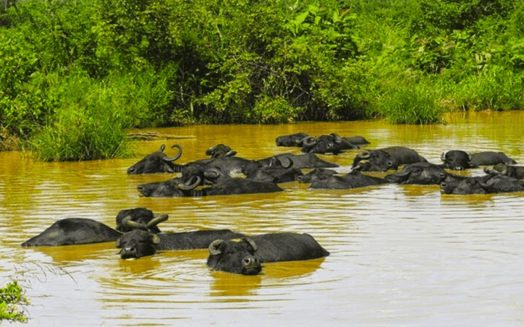 jeep-safari-to-udawalawa-national-park-from-colombo