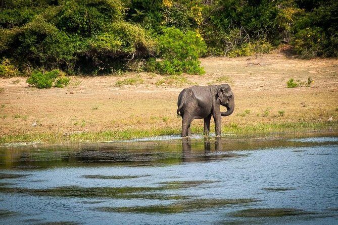 Jeep Safari to Yala National Park With an Expert Of Wild Life - A Deep Dive into the Yala Safari Experience