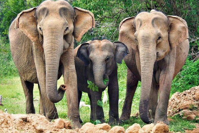 Jeep Safari to Yala National Park With an Expert Of Wild Life - Wildlife Encounters: What to Expect