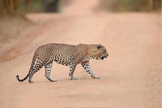 Jeep Safari to Yala National Park With an Expert Of Wild Life - Cost & Value: Is It Worth It?