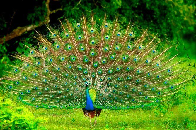 Jeep Safari to Yala National Park With an Expert Of Wild Life - Who Should Consider This Safari?