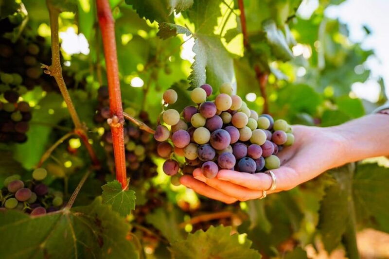jeep-safari-with-winery-visit-wine-tasting-included