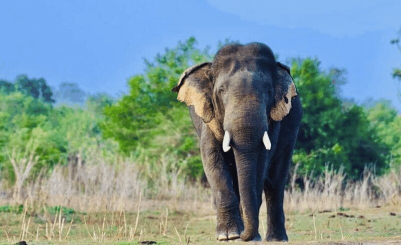 Jeep Safario to Minneriya/Kaudulla/Hurulu Eco National Parks - Key Points  