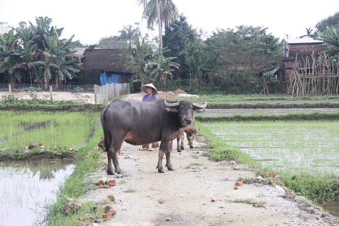 Jeep Tour Danang to Hai Van Pass Lunch Lang Co Beach & Waterfall - Final Thoughts