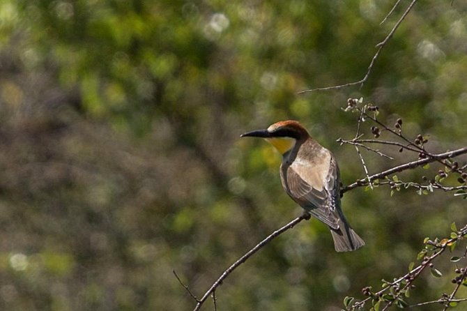jeep-tour-to-david-gareja-semi-desert-wildlife