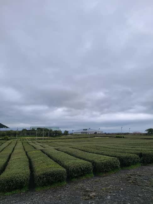 Jeju: Cherry Blossom South & West Day Tour with Hotel Pickup - Key Points