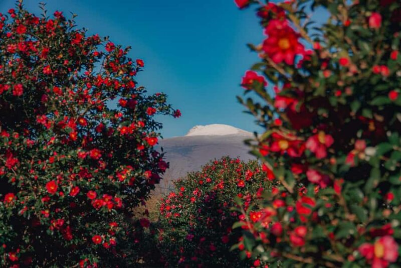 Jeju: Day Tour, Small Volcano & Landmark & UNESCO Heritage - Considerations