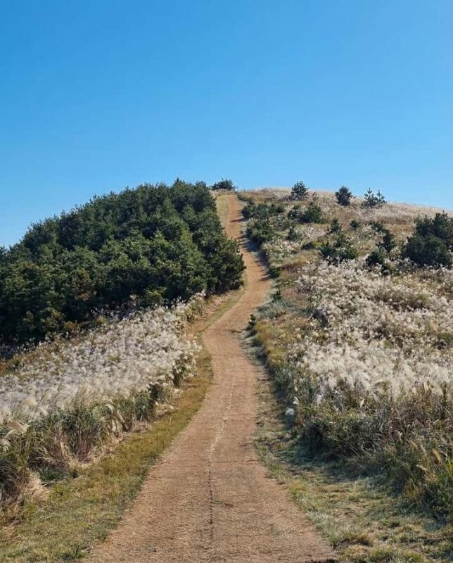 Jeju: Day Tour, Small Volcano & Landmark & UNESCO Heritage - Who Should Book This Tour?