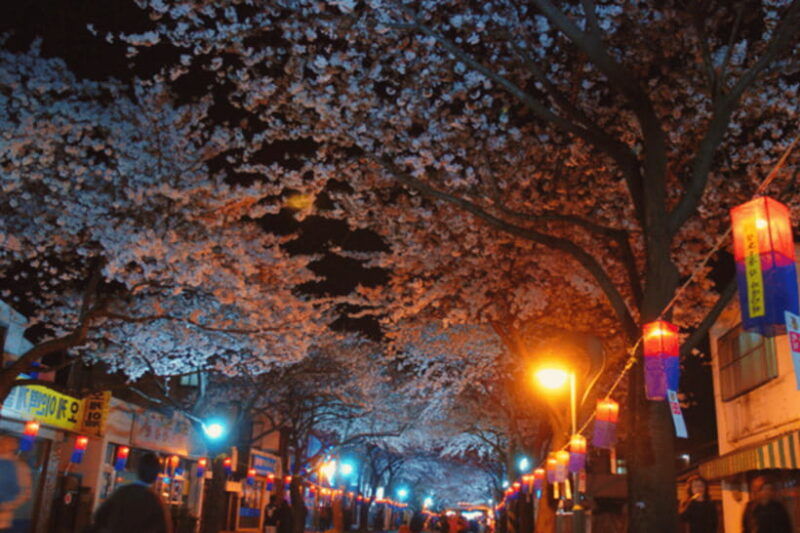 jeju-east-cherry-blossom-early-bird-tour-with-hotel-pickup