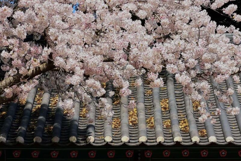 Jeju East Small Group Tour Cherry Blossom & Woman Diver Show - Key Points