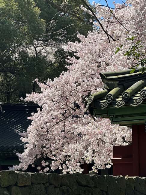 Jeju East Small Group Tour Cherry Blossom & Woman Diver Show - An Honest Breakdown of the Tour Experience