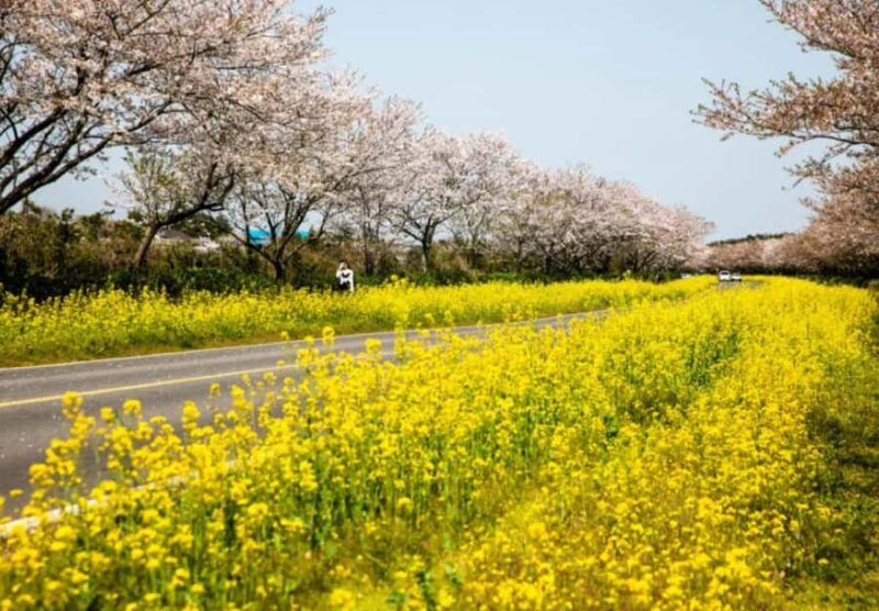 Jeju: Eastern Spring Cherry blossom& Canola & UNESCO Tour - Exploring the Full-Day Jeju Tour: A Detailed Breakdown