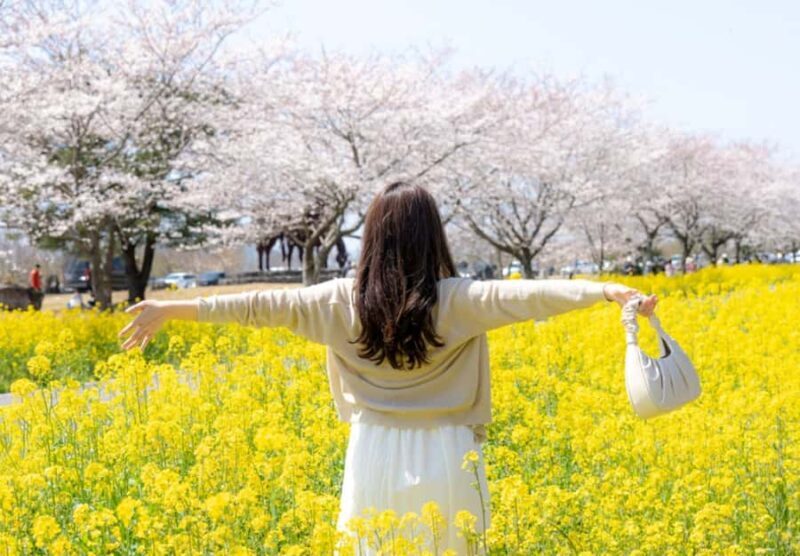 Jeju: Eastern Spring Cherry blossom& Canola & UNESCO Tour - Practical Tips and Final Thoughts
