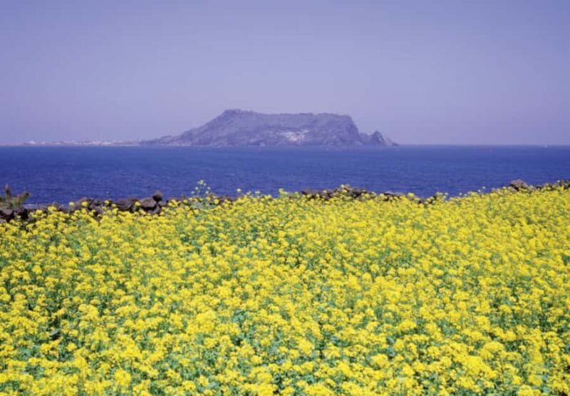 Jeju: Eastern Spring Cherry blossom& Canola & UNESCO Tour - Who Is This Tour Best For?