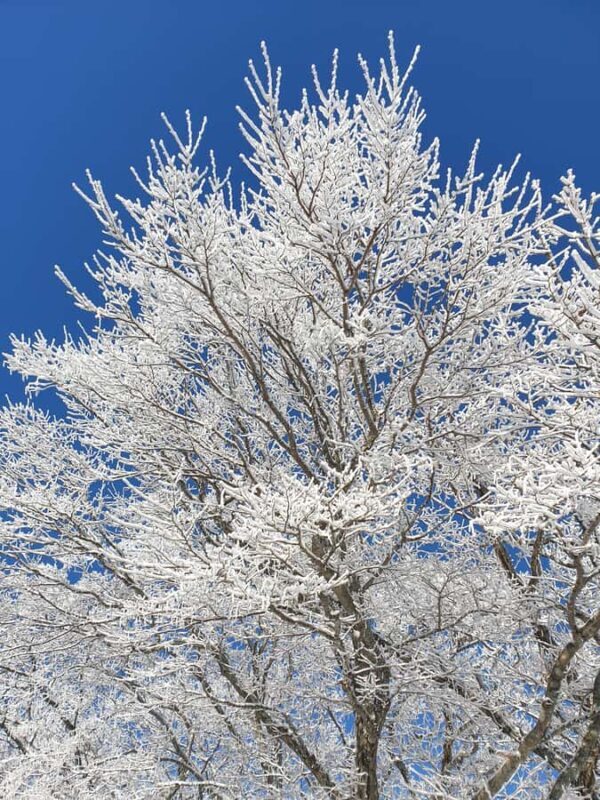 Jeju: HALLASAN National Park Guided Snow Climb (5hr_w/Gear) - FAQ