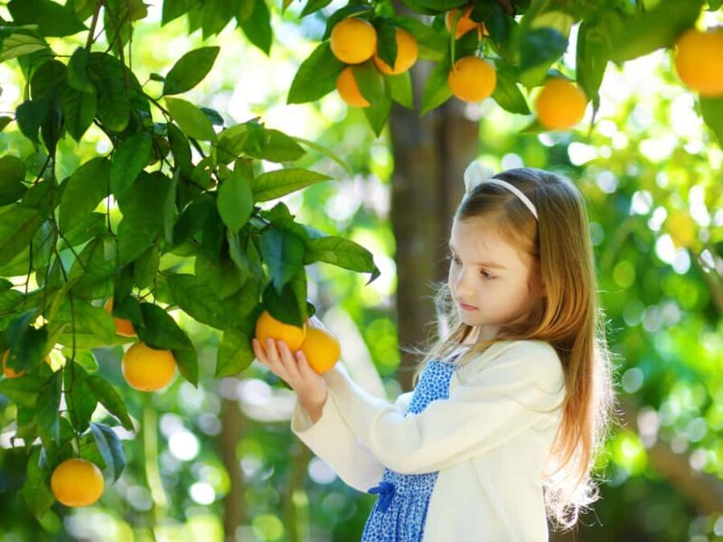 Jeju: Hotel Pickup East Snow, Camellia, Tangerine Picking - Key Points