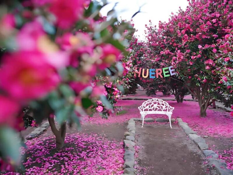 Jeju: Hotel Pickup East Snow, Camellia, Tangerine Picking - Introduction: A Scenic Journey Through Jeju’s Winter Wonderland