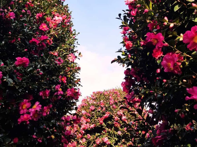 Jeju: Hotel Pickup East Snow, Camellia, Tangerine Picking - Authentic Insights from Traveler Feedback