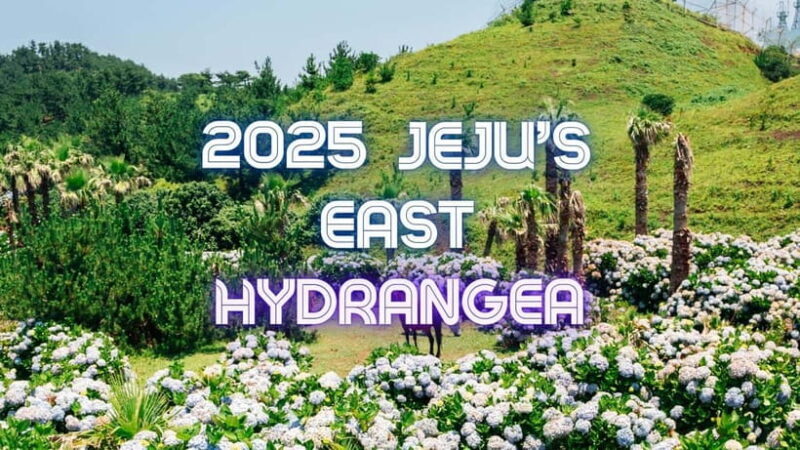 Jeju Hydragea Festival Tour : EAST Route - Introduction