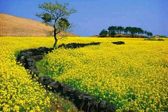 Jeju Island Bus Tour Or Taxi Tour in the East of Jeju island - What’s the Experience Like?