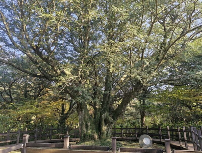 Jeju Island: Eastern Tour for Leisurely Walkers - Discover the Highlights of Jeju’s Eastern Coast