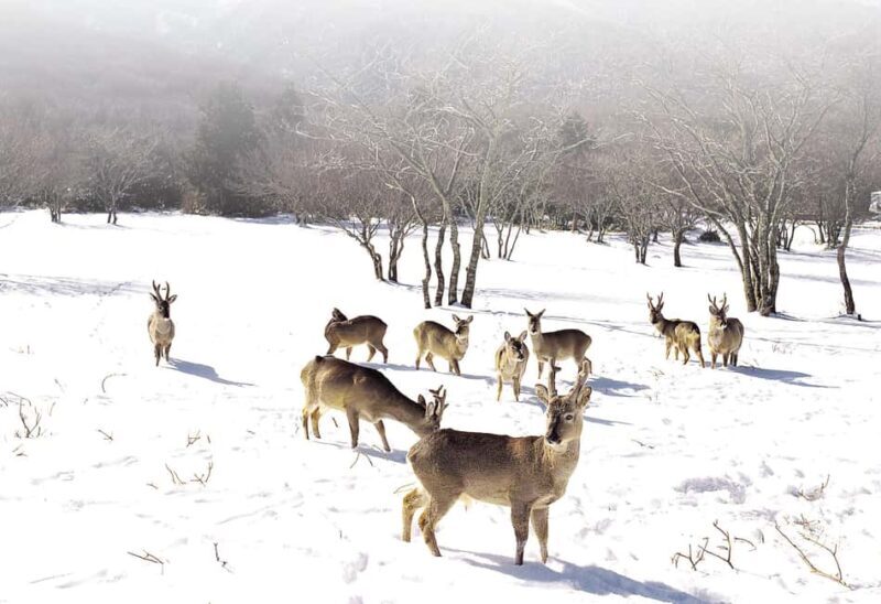 Jeju Island: SouthWest UNESCO Highlights Full-Day Tour - Reviews and Personal Insights