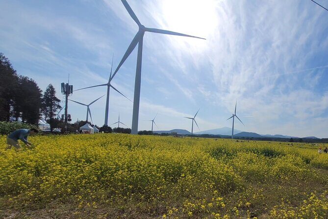 Jeju Island UNESCO small group day tour(Taxi, van & bus) - FAQ