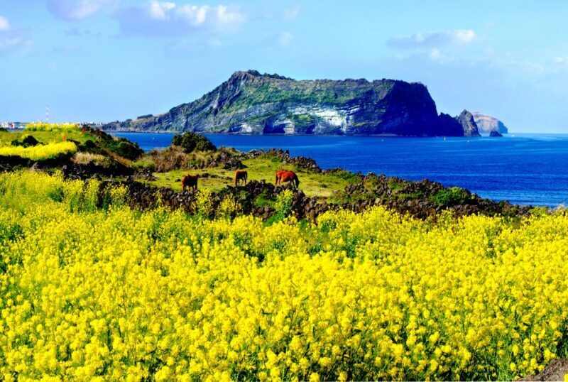 Jeju Premium Small Group UNESCO Day Tour - East - The Value of This Experience