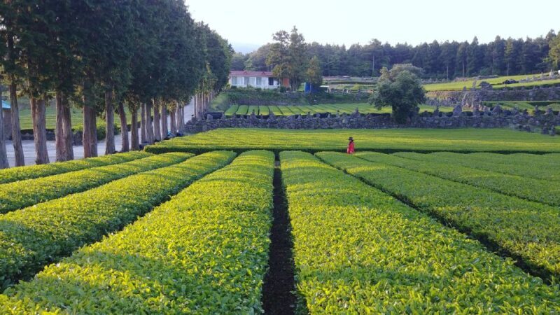 Jeju Premium Small Group UNESCO Day Tour - South - Jusangjeolli Cliff: Volcanic Wonders with a View