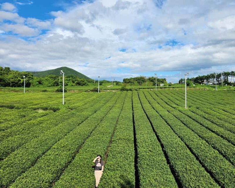 Jeju Private Taxi Tour with a Licenced English Guide-Driver - Why Choose a Private Taxi Tour in Jeju?