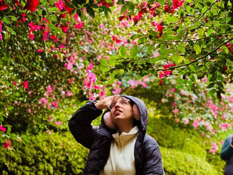 Jeju: Small Group Tour w/ Camellia & Tangerine Picking - Practical Aspects & Considerations