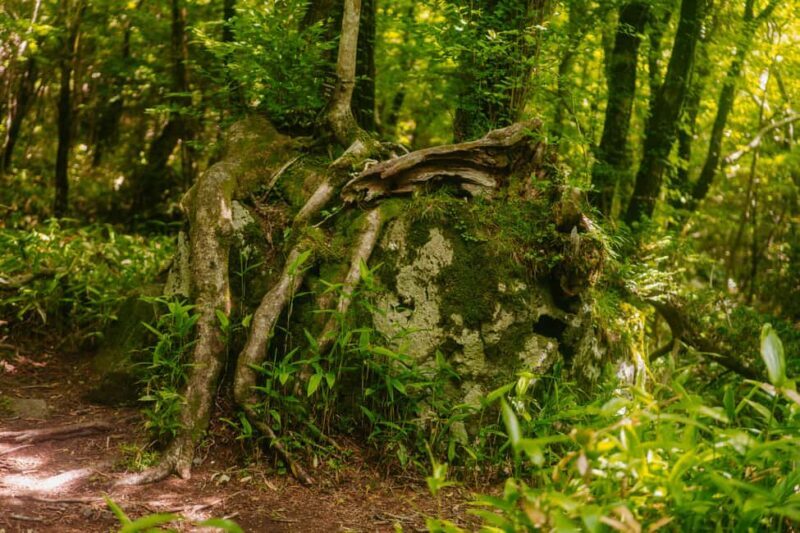 Jeju South: Small Group Healing Tour w/Mt.Halla & Olle Trail - FAQ