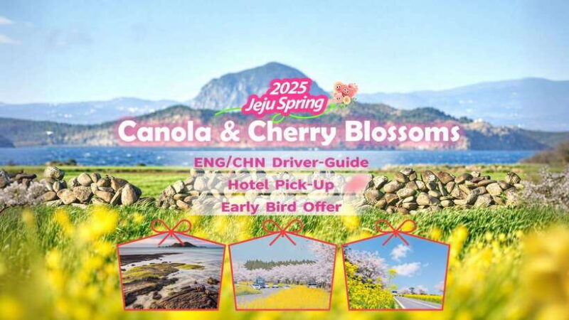 jeju-spring-cherry-blossom-canola-flower-ilchullbong-tour