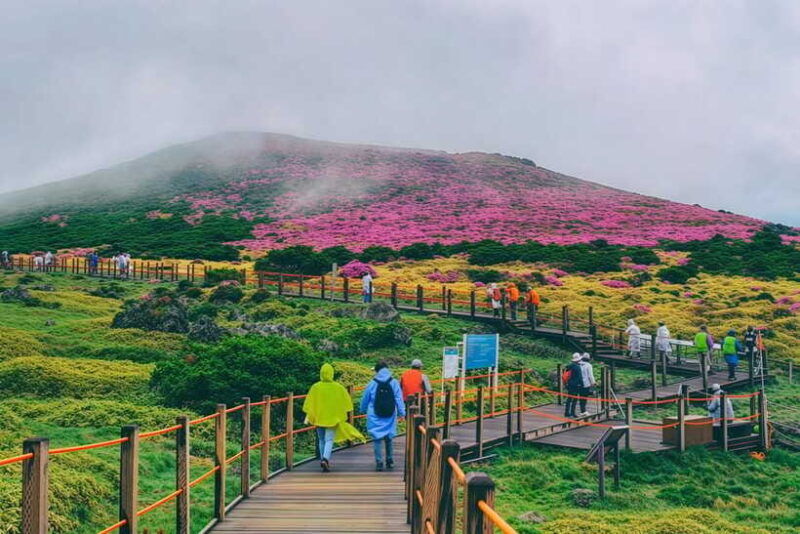jeju-spring-cherry-blossom-canola-flower-ilchullbong-tour