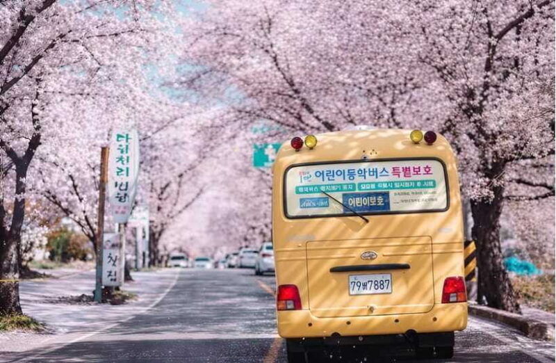 jeju-spring-cherry-blossom-canola-flower-ilchullbong-tour