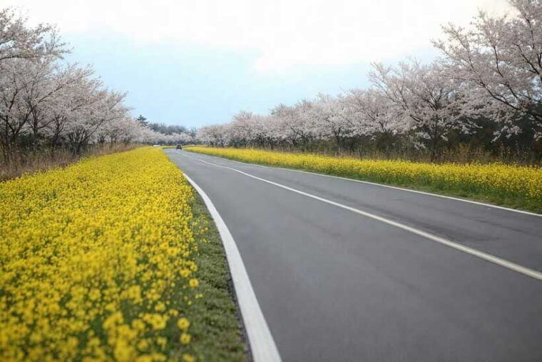 jeju-spring-cherry-blossom-canola-flower-ilchullbong-tour