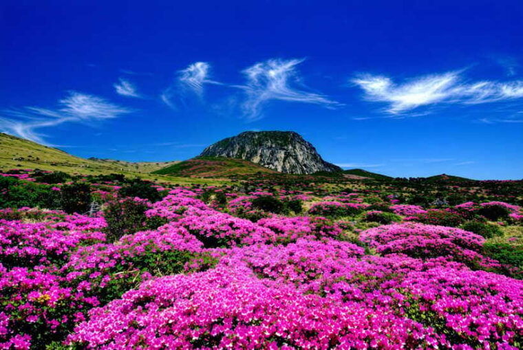jeju-spring-cherry-blossom-canola-flower-ilchullbong-tour