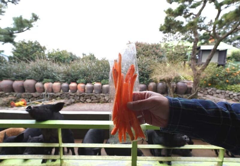 Jeju: UNESCO-Listed Southern Authentic Day Tour - Who Will Love This Tour?