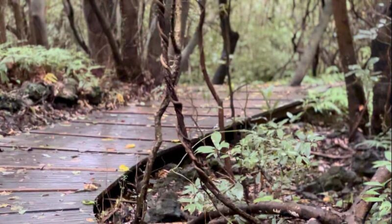 Jeju West: Small Group Healing Tour w/Caves & Dolphins - Exploring Jeju’s Natural Wonders