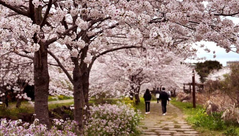 Jeju West Small Group Tour Cherry Blossom Strawberry Picking - A Comprehensive Look at the Tour Experience